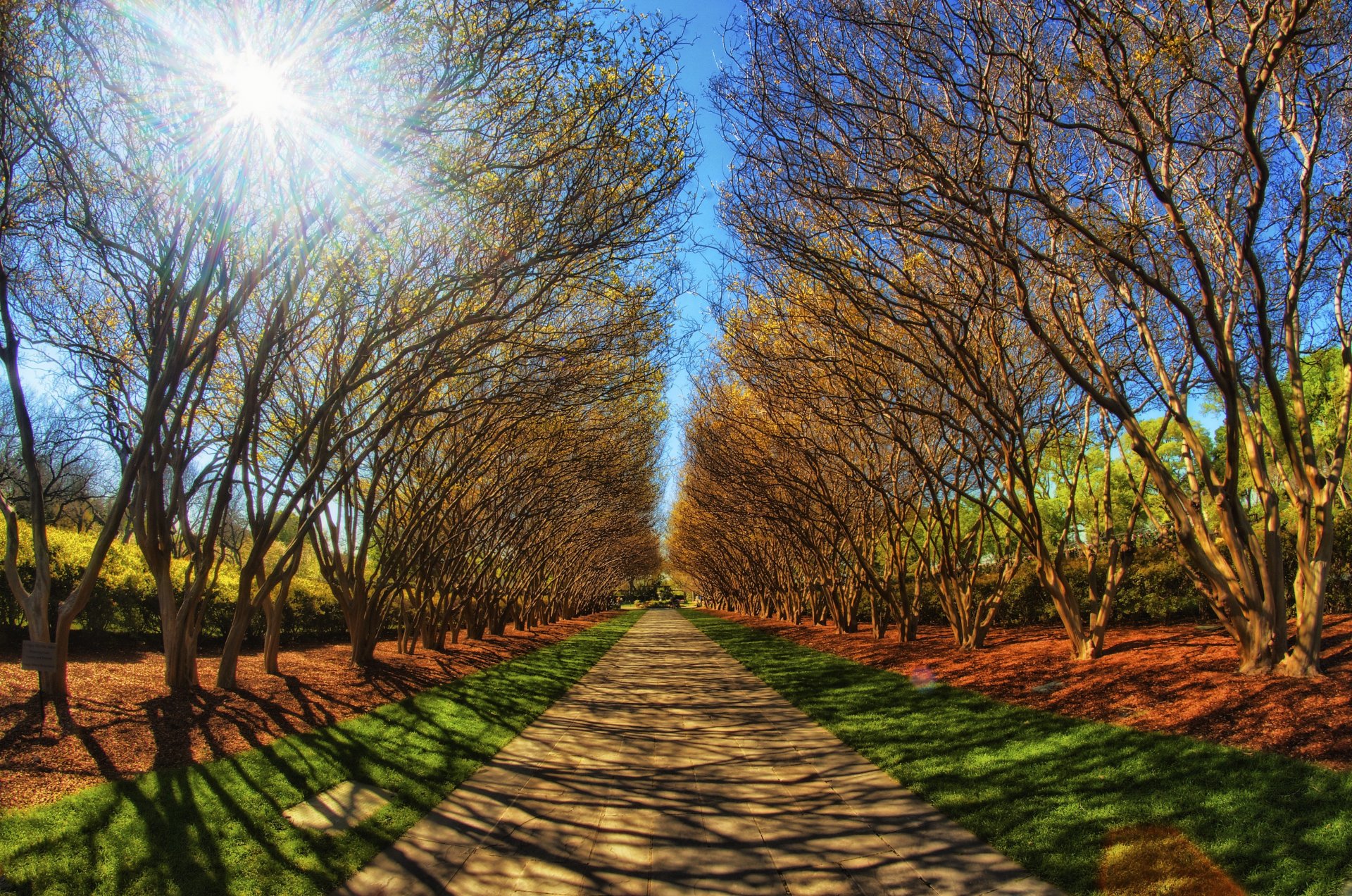 vicolo parco sentiero strada distanza alberi verde foresta estate luce raggi cielo sole