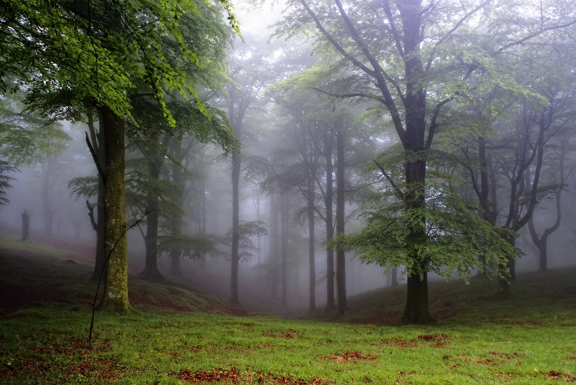 bosque árboles claro