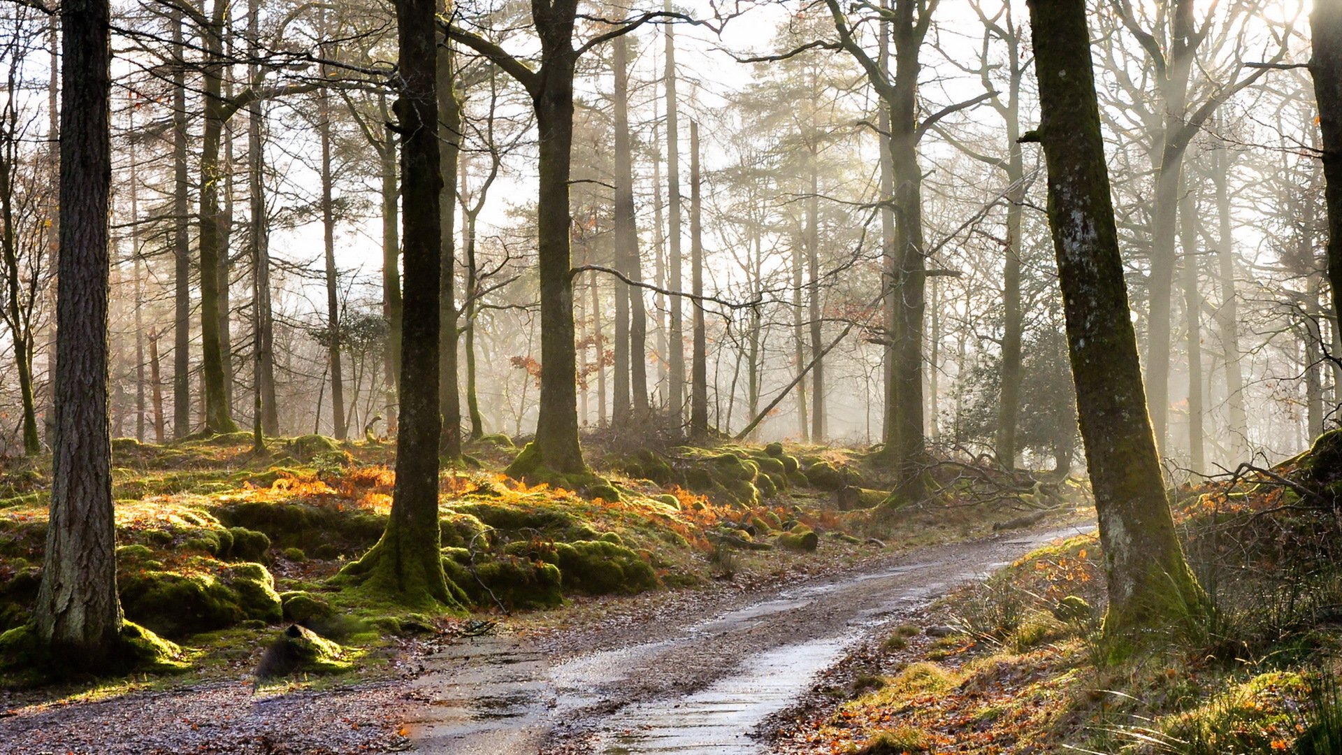 matin forêt brouillard route