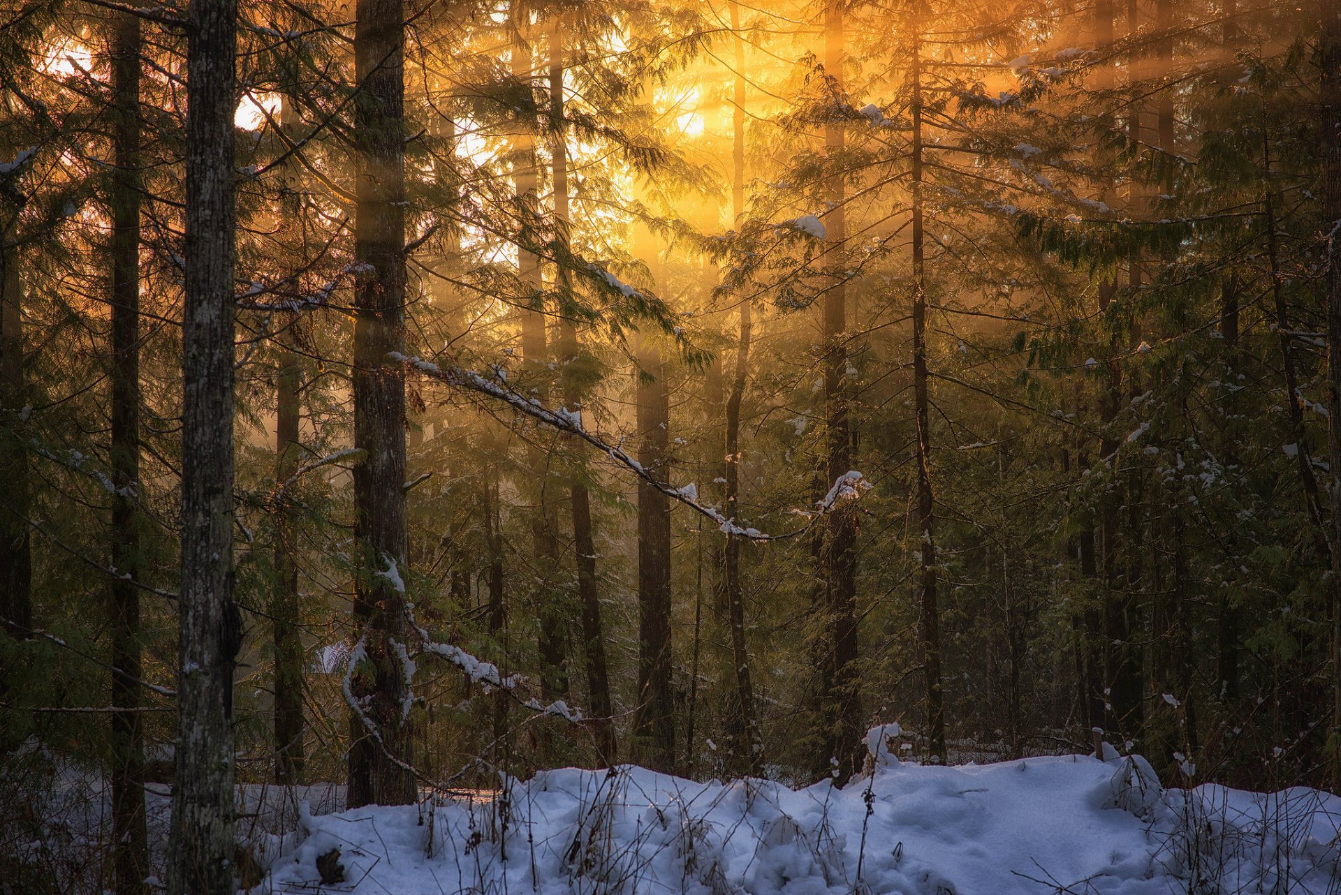 kolumbia brytyjska wyspa vancouver natura zima las światło peter sinclair fotografia