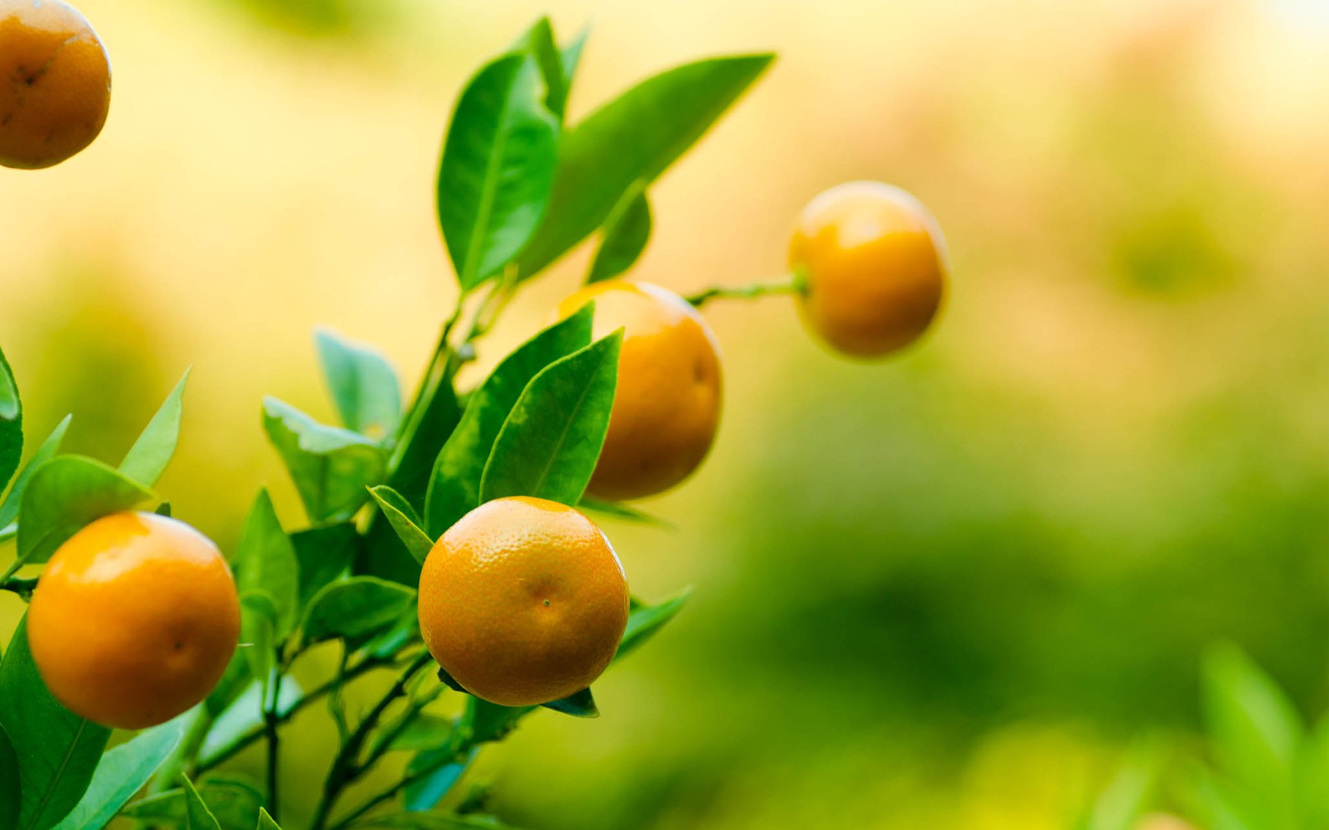 mandarine tangerine feuilles branche fruit