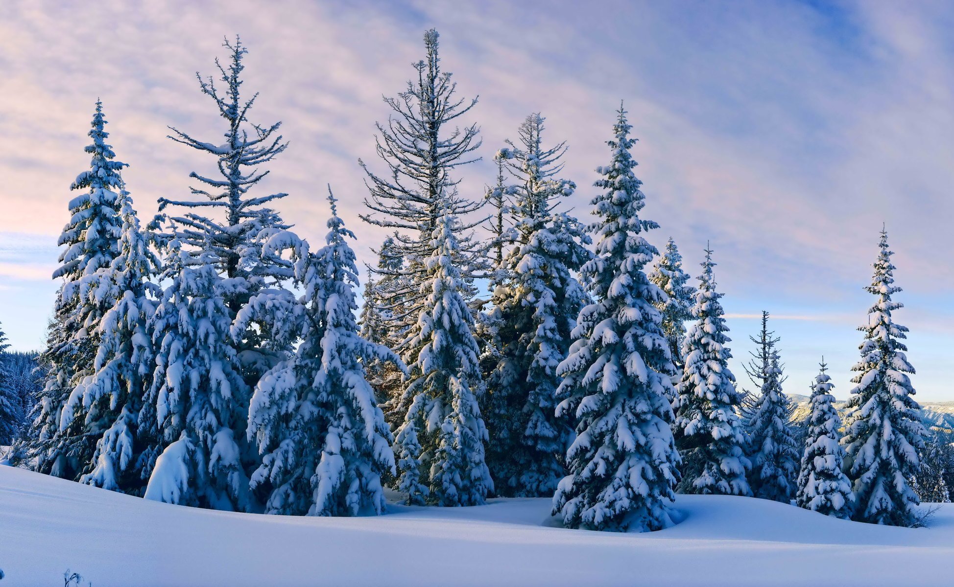 hiver neige sapin ciel nuages soir