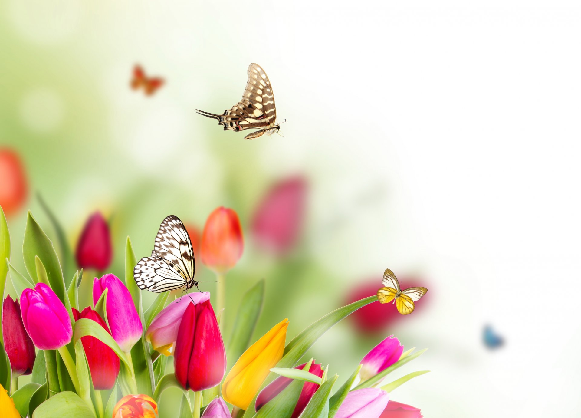 primavera fiori tulipani farfalle sfocatura