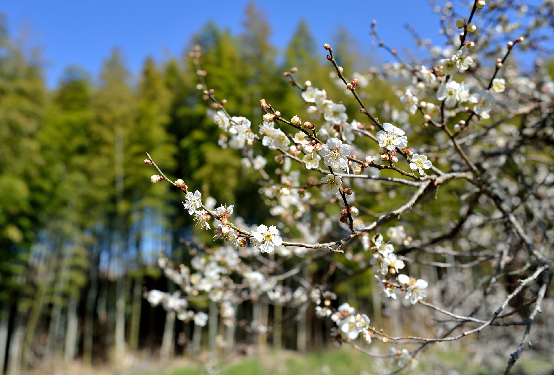 printemps arbre floraison fleurs ensoleillé