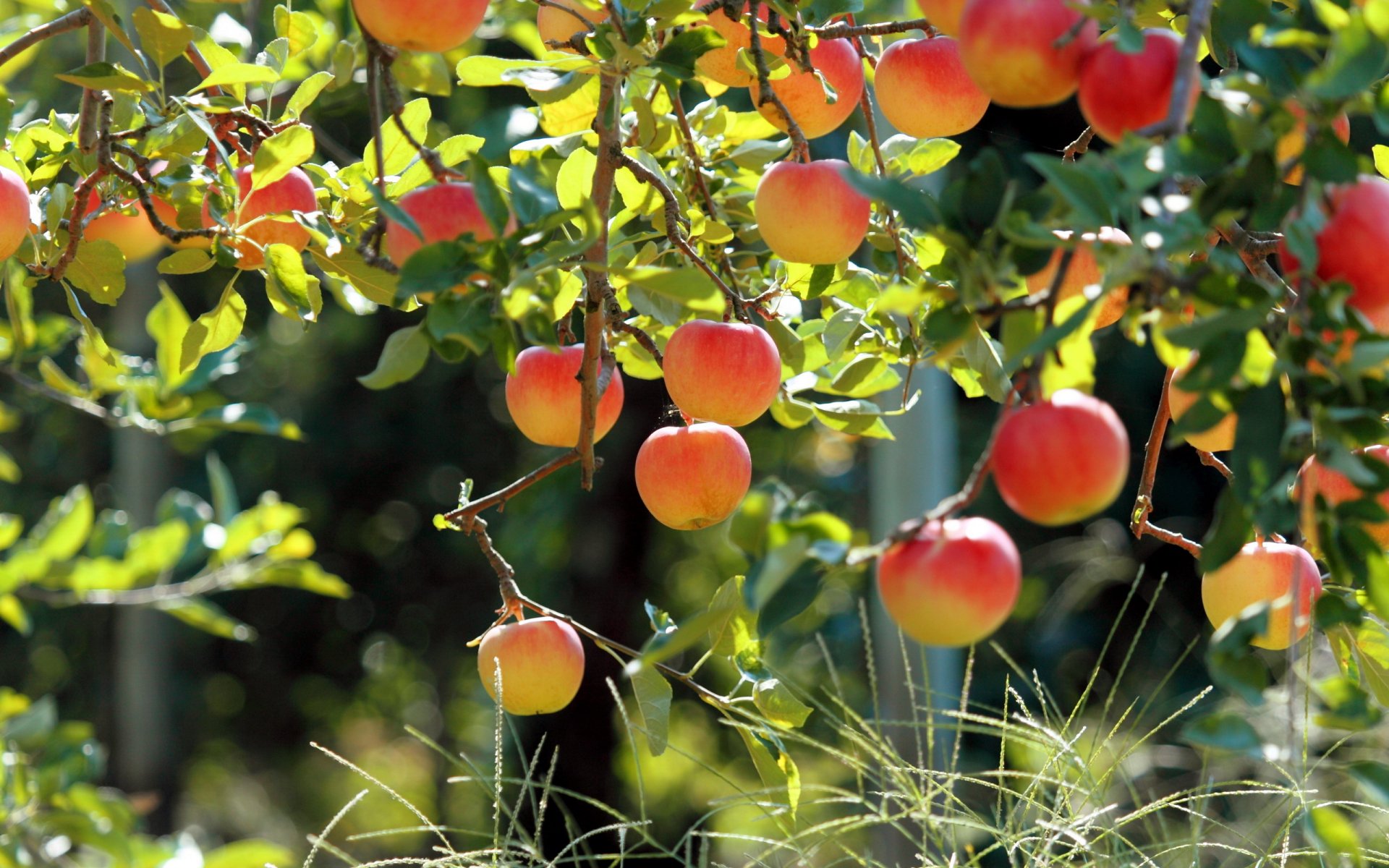 apfelbaum äpfel natur