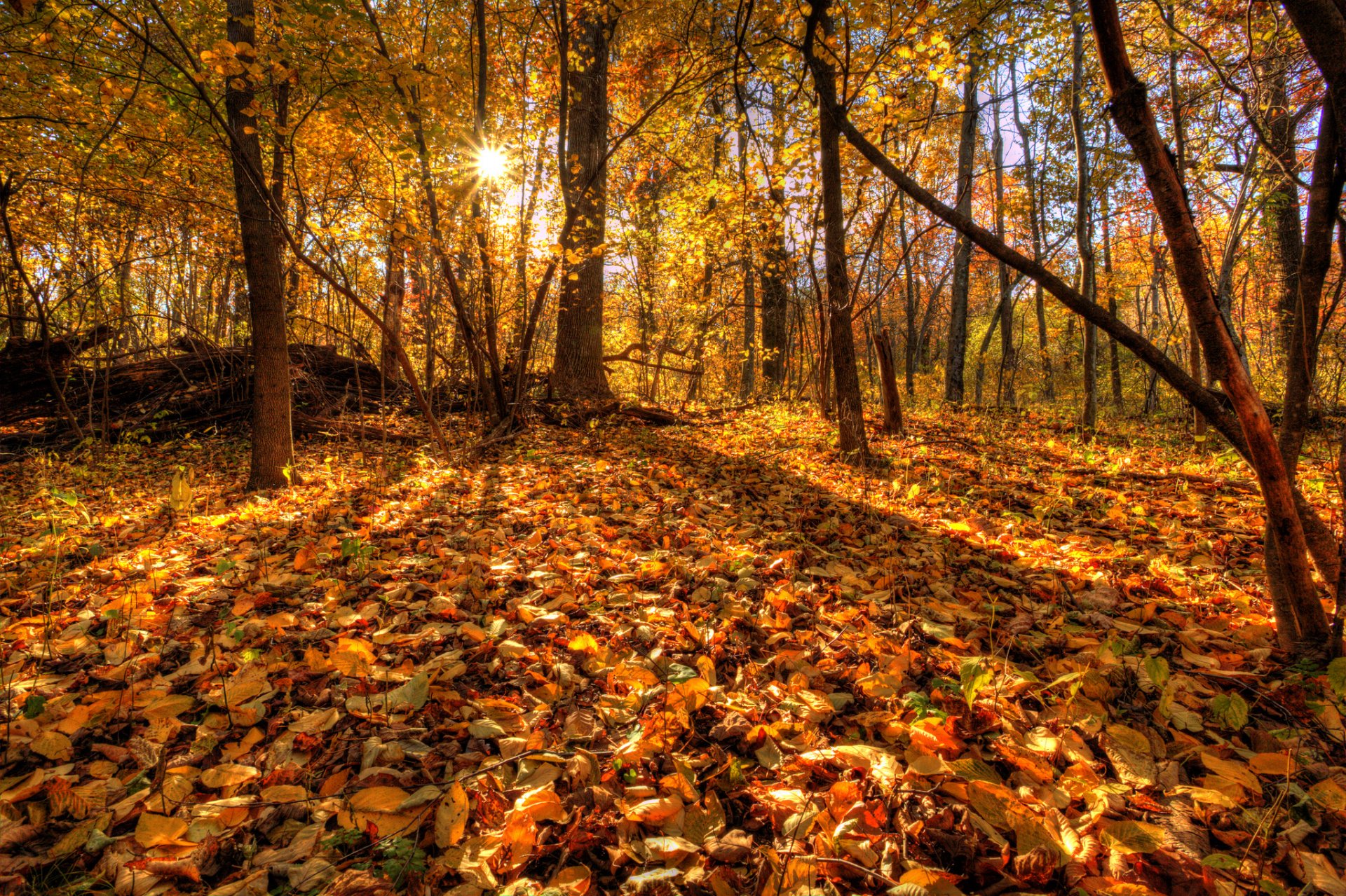 tree forest leaves autumn