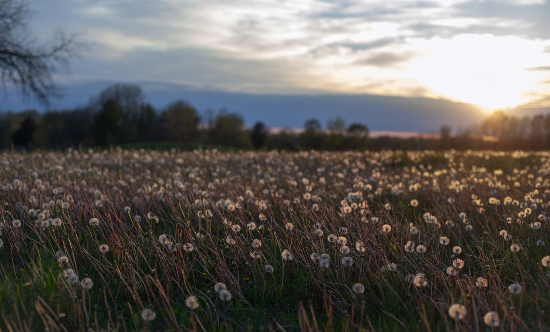 dandelions flowers trees field clearing summer evening sunset sun sky clouds cloud