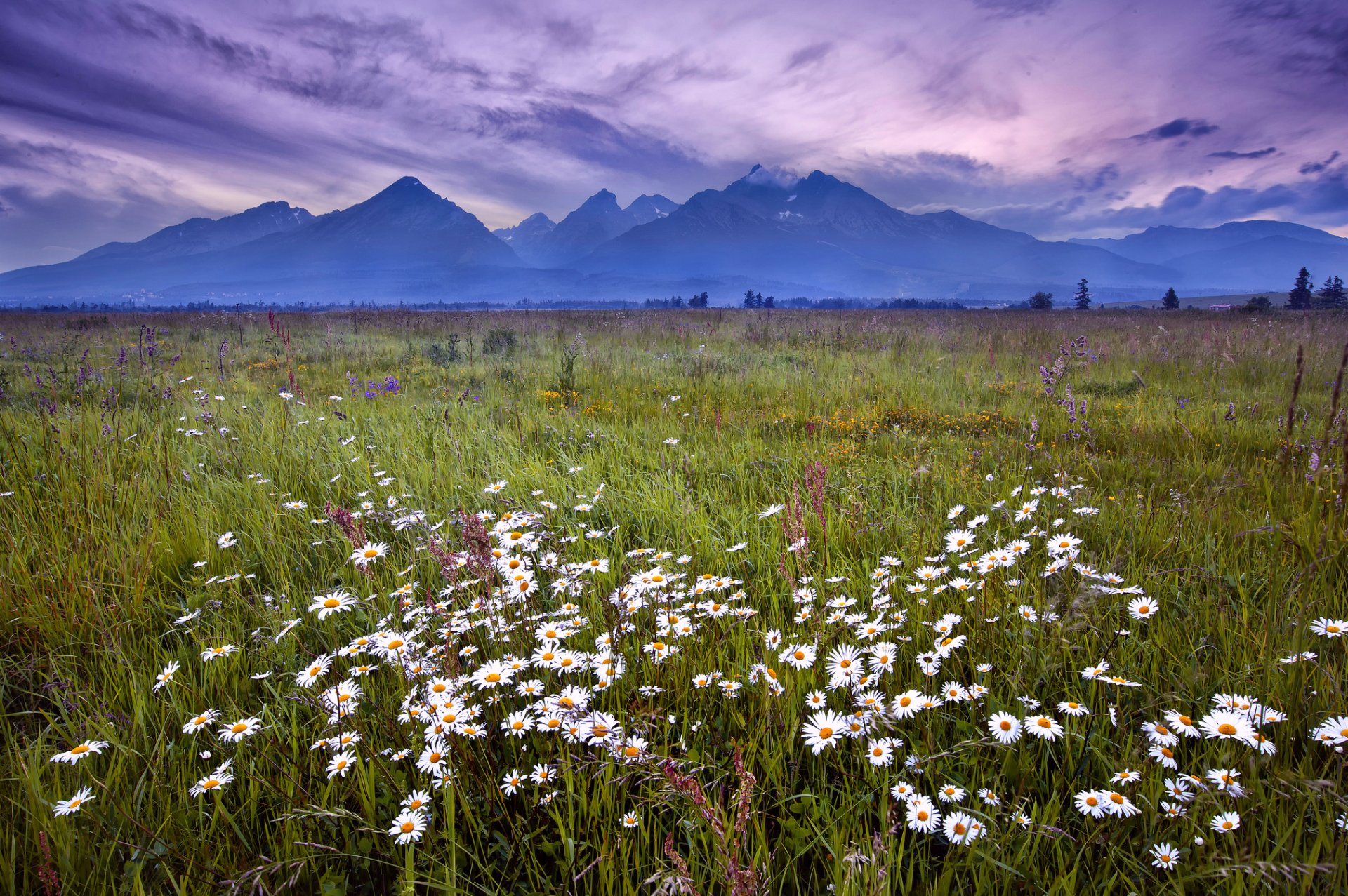 eslovaquia tatras hierba flores margaritas montañas noche lila cielo nubes paisaje