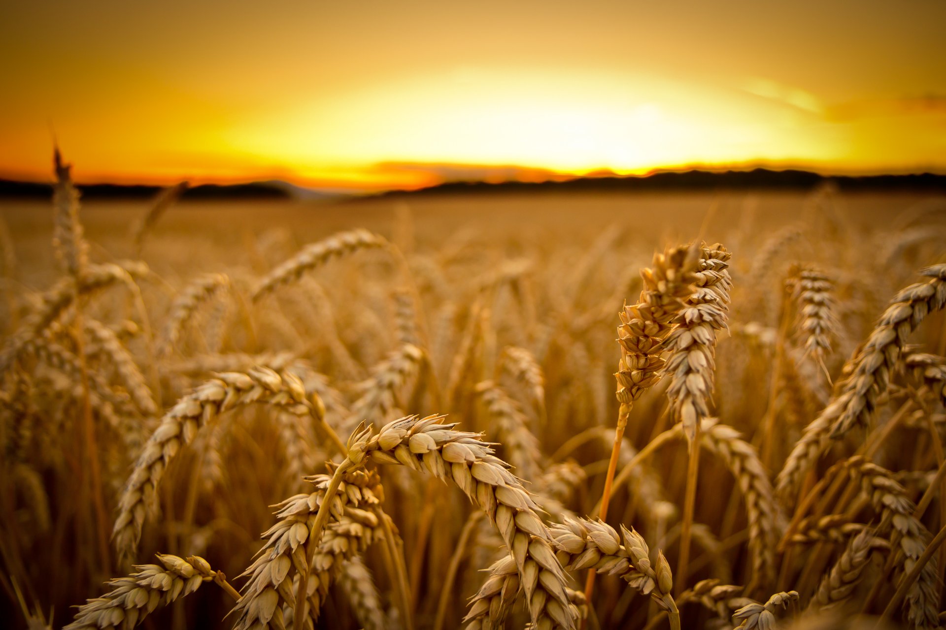 ears wheat cereals the field vintage close up sunset