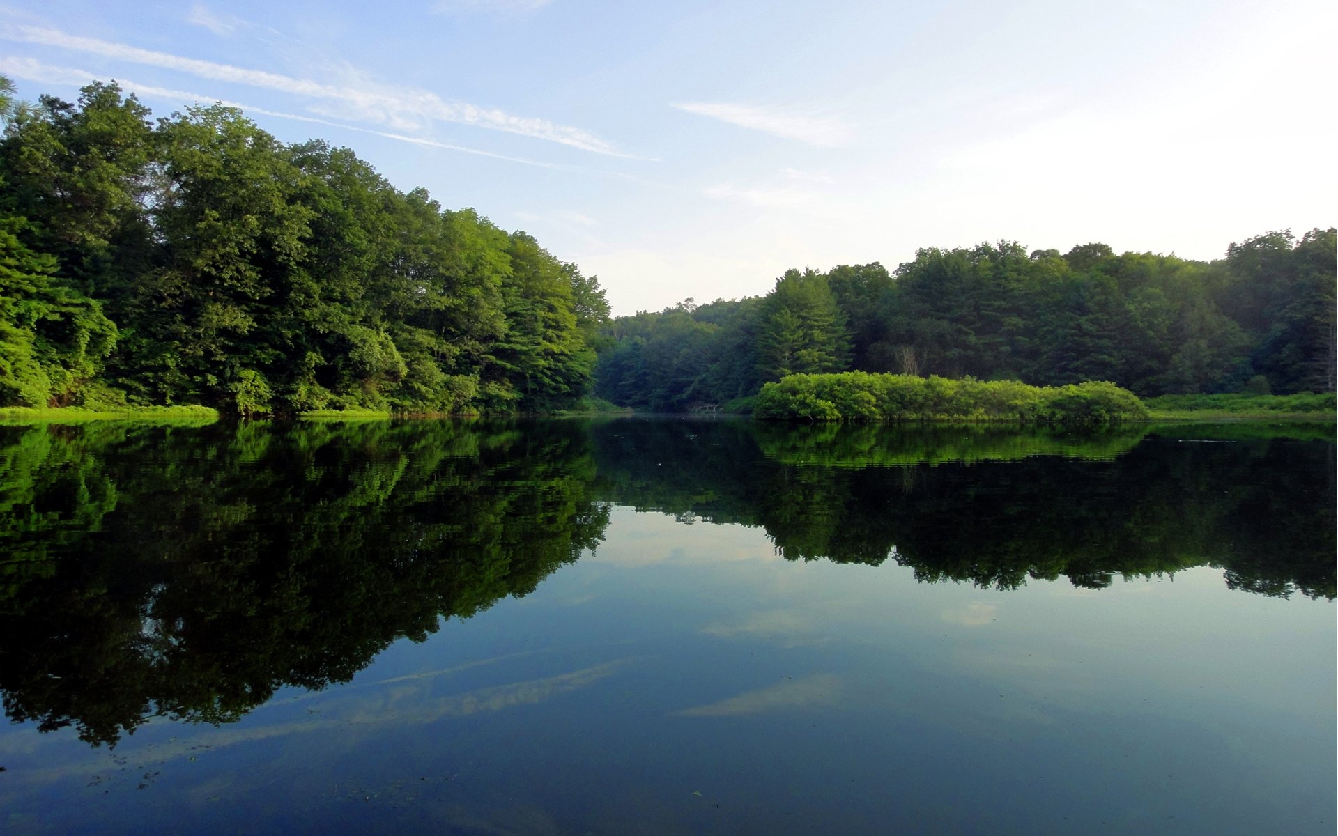 lake tree green water surface of reflection