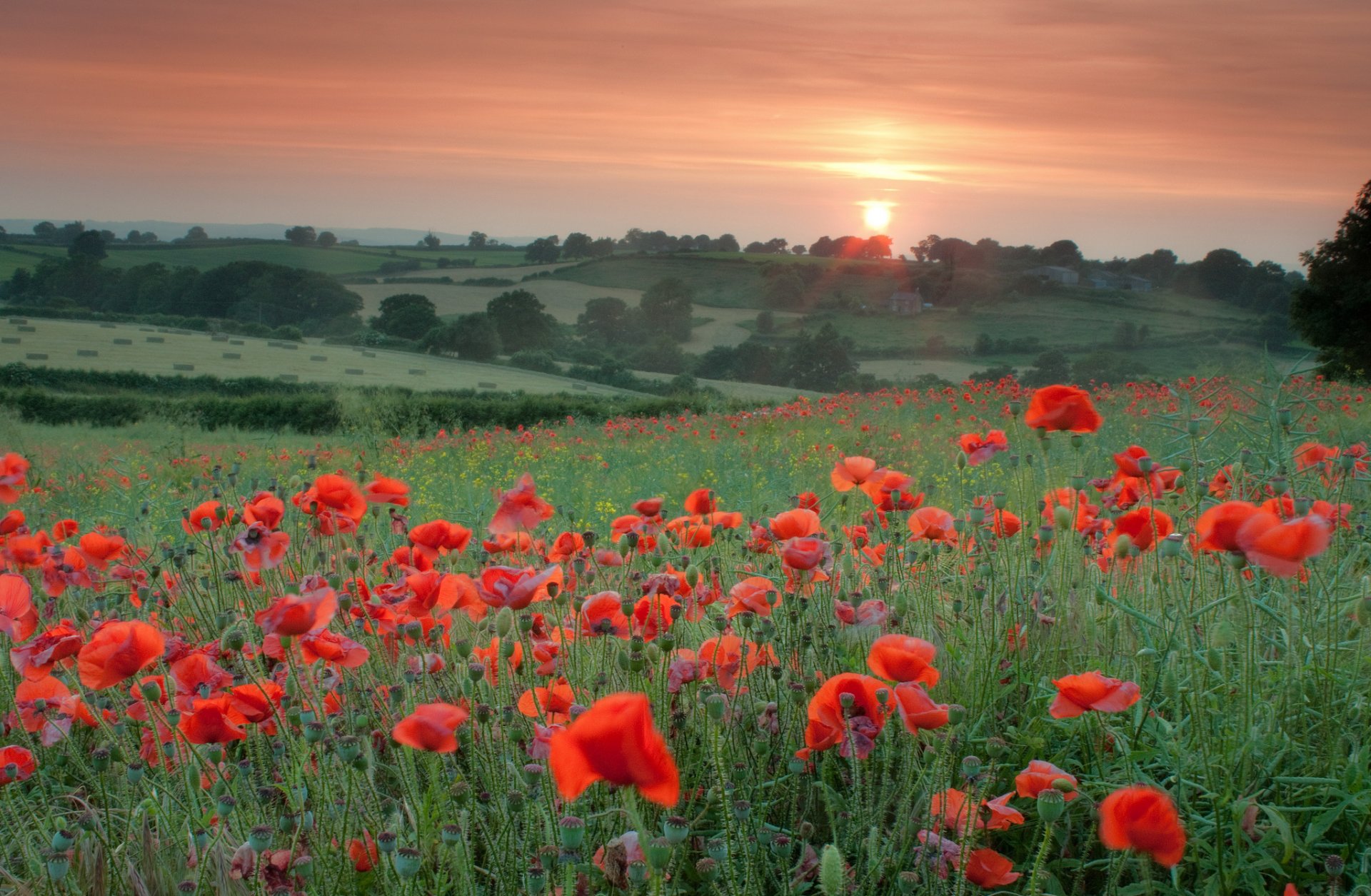 campo amapolas rojos flores hierba árboles tarde puesta del sol sol naranja cielo