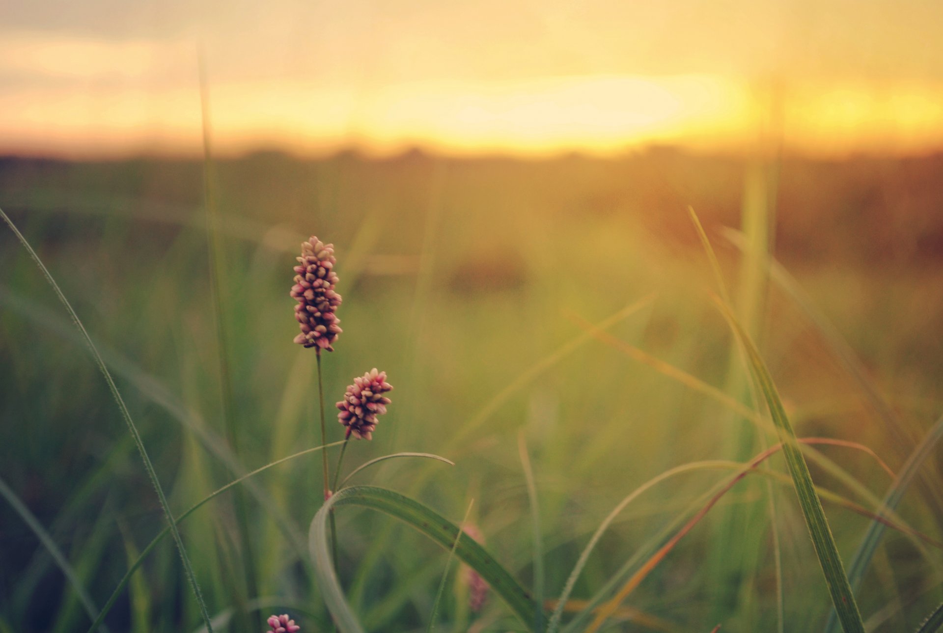 herbe champ coucher de soleil verdure été fleur