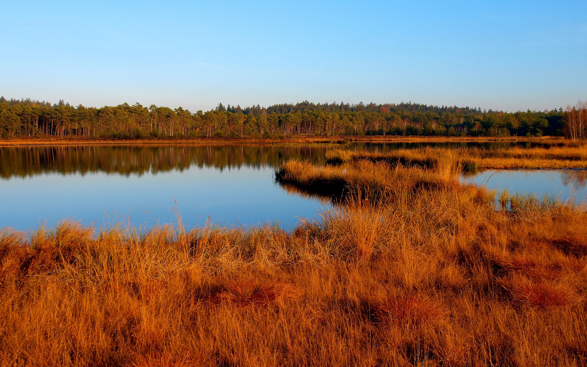 herbst see gras trocken gelb wald bäume himmel