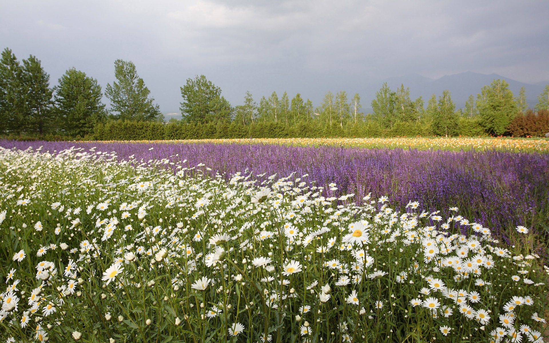 campo flores margaritas amapolas verano árboles en horizonte montañas