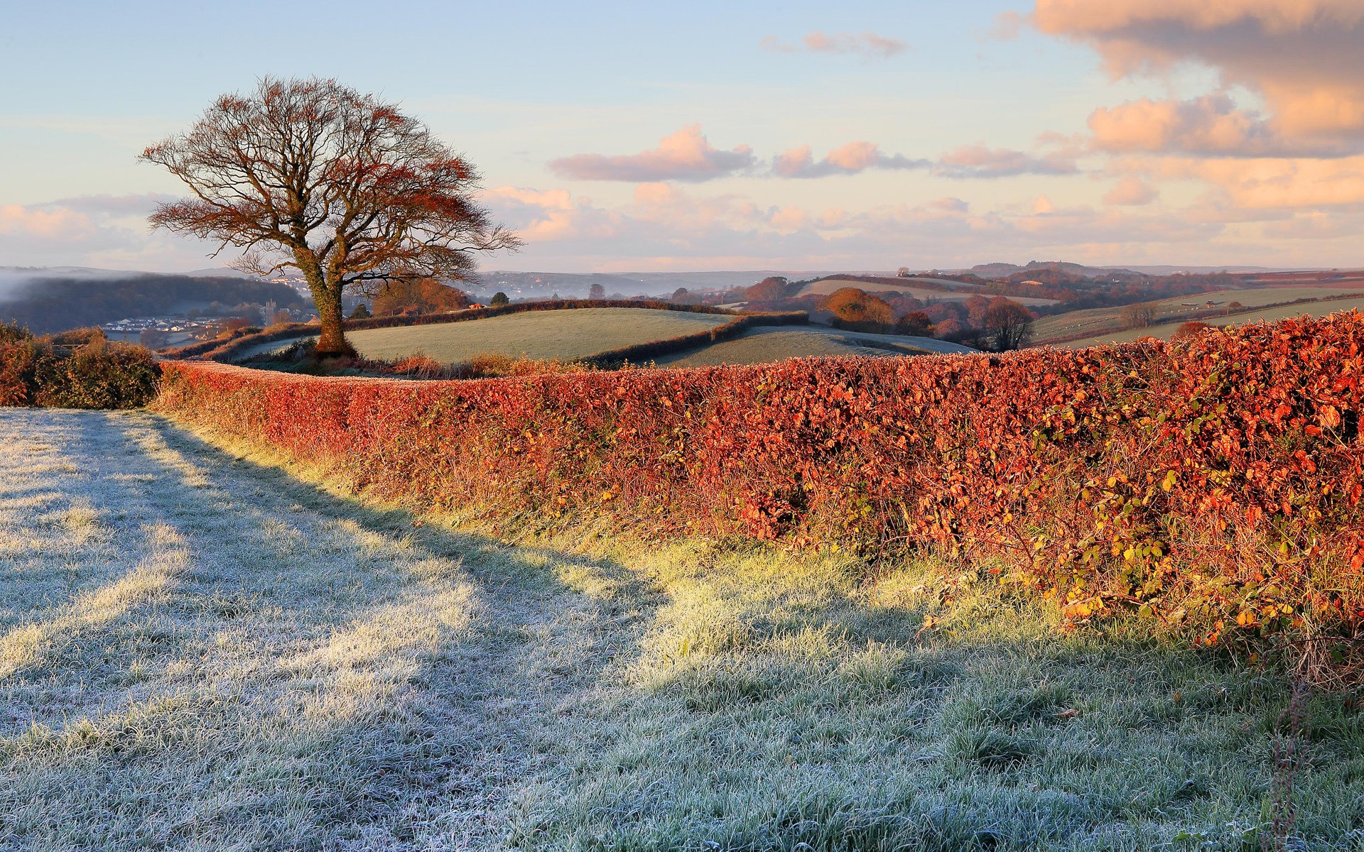 spätherbst natur frost felder rasen baum zaun zaun