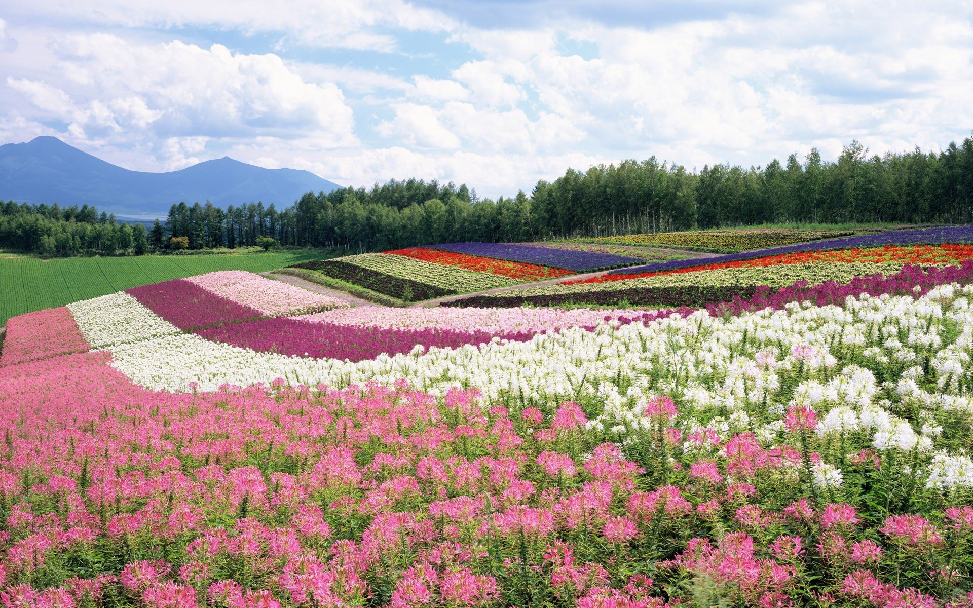 ummer the field flower forest mountain sky cloud