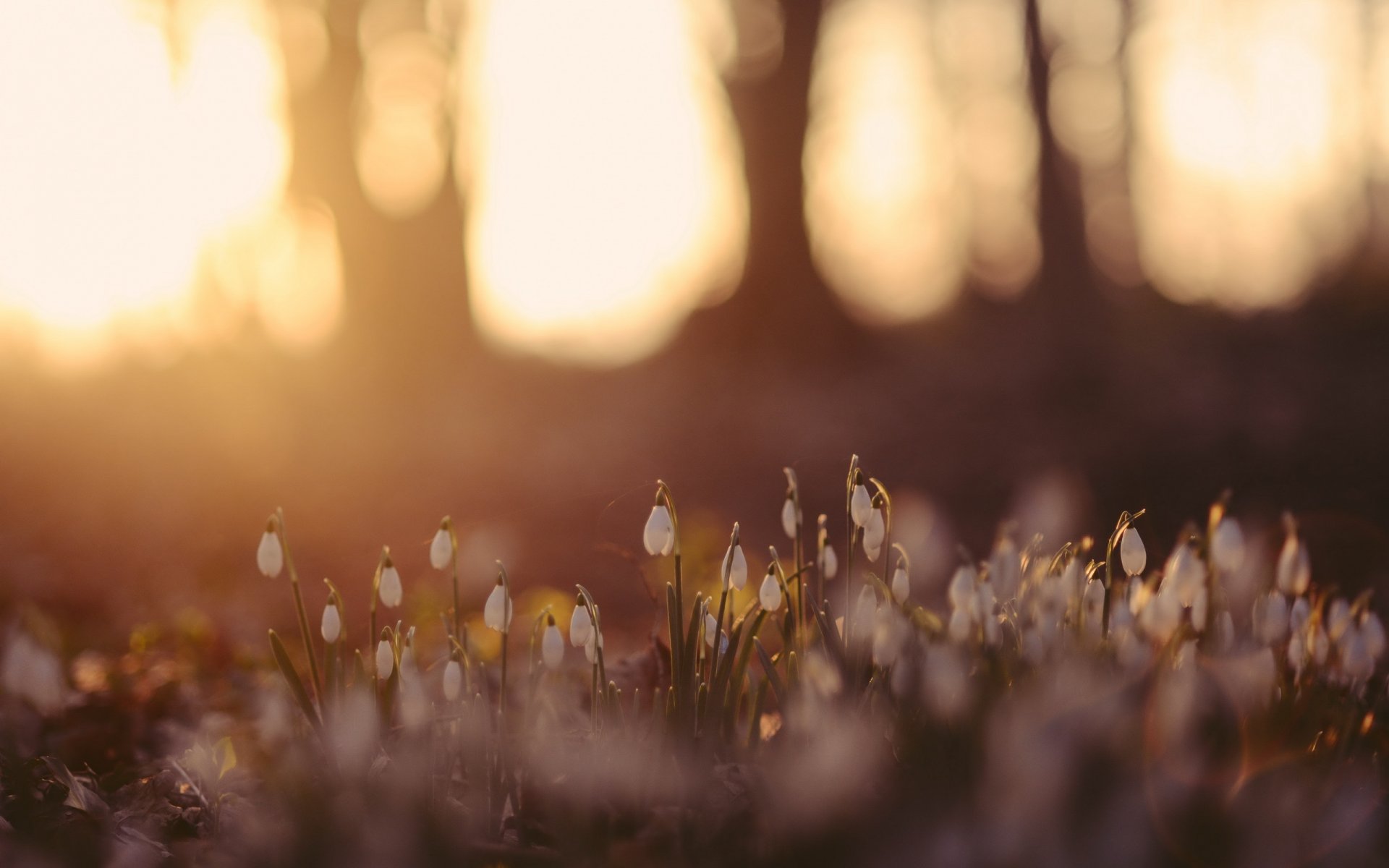 blumen wald natur