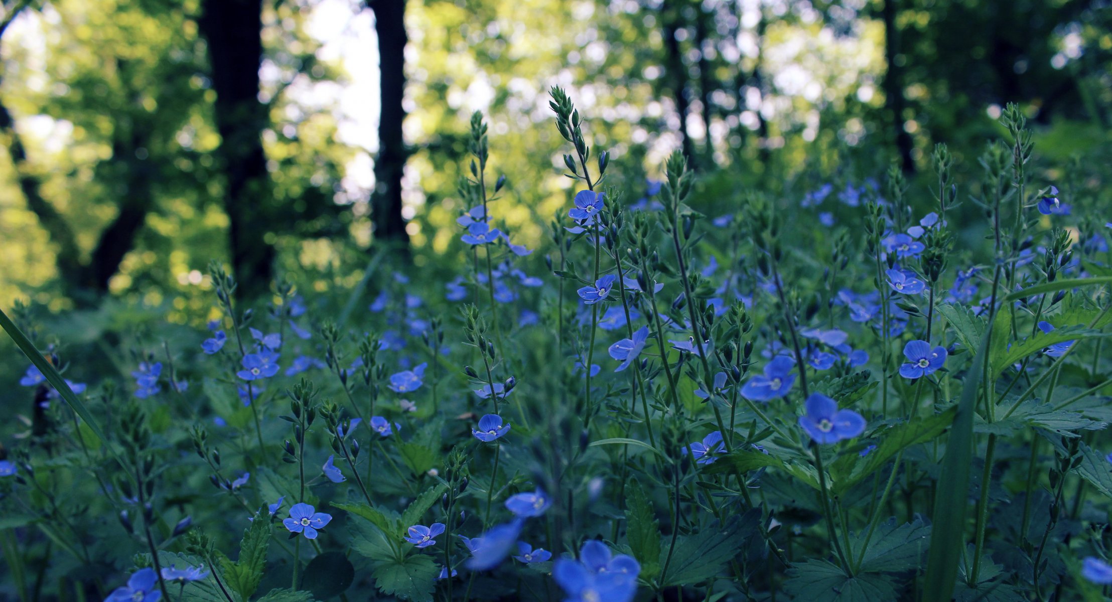 fiori blu primavera campo sera luci bokeh