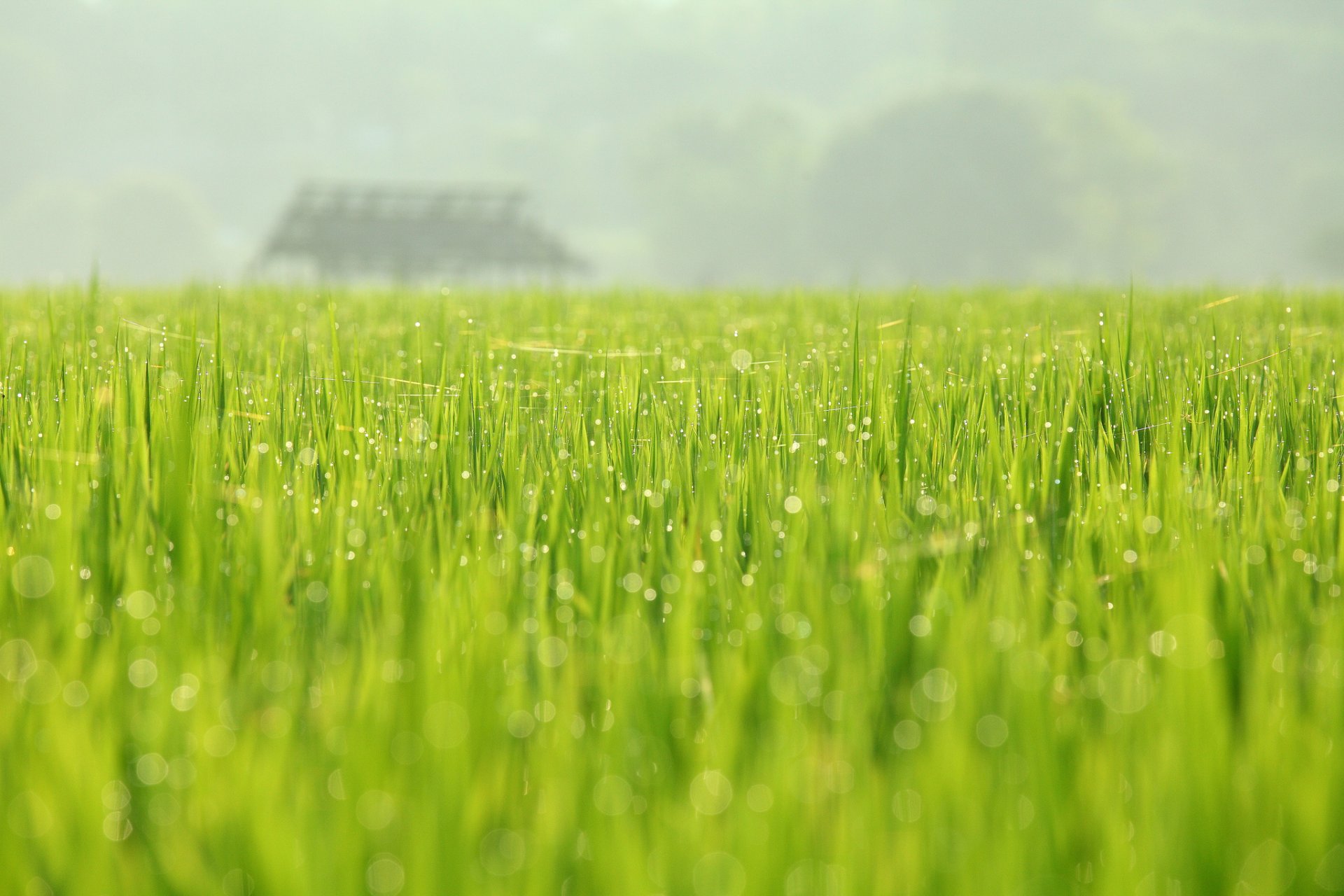 natur feld tau grün mai frühling august juan fotografie