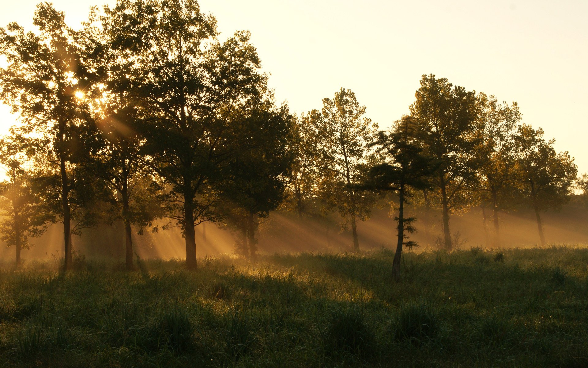 forêt matin été herbe brouillard