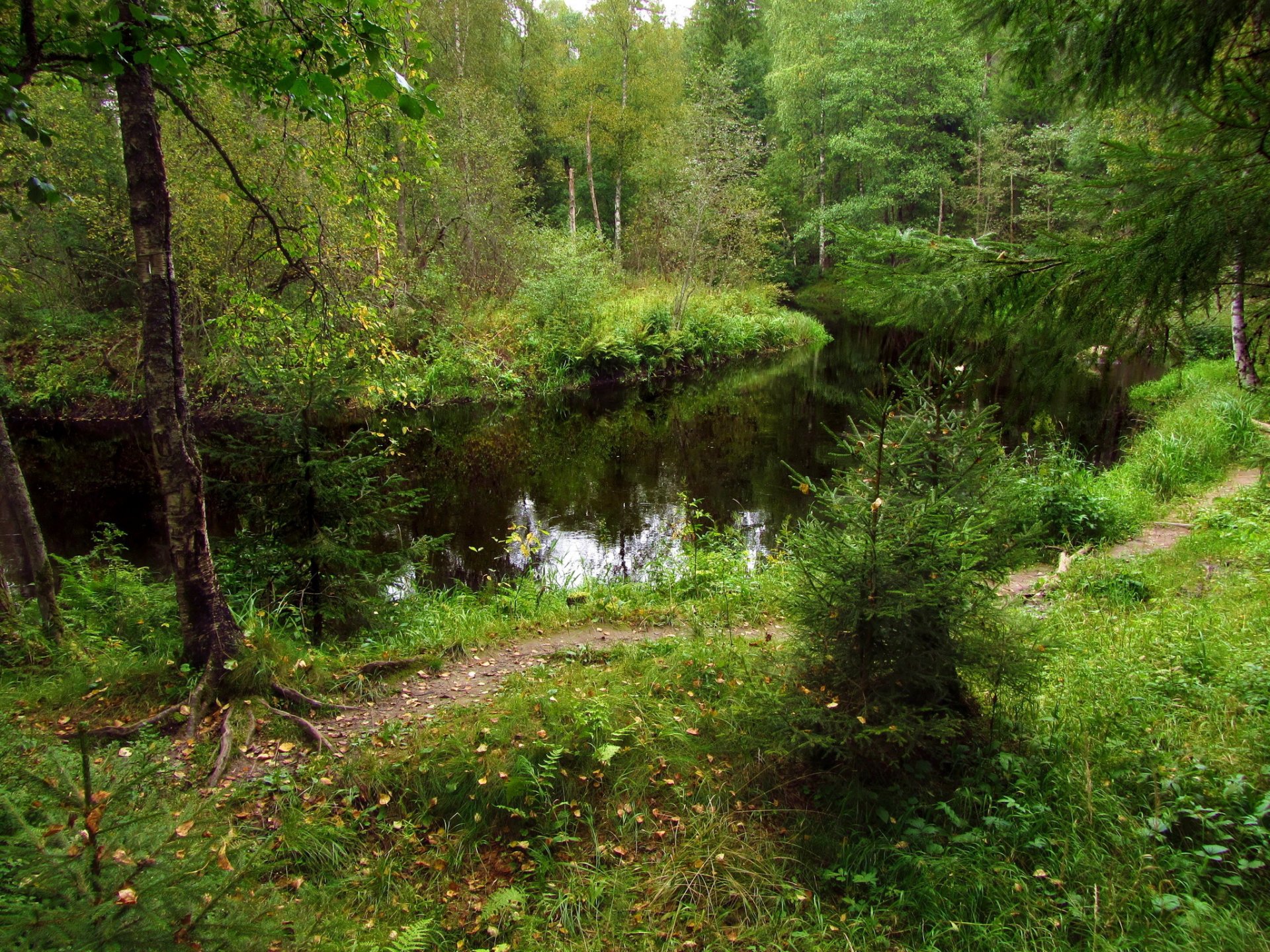 wald fluss bäume dickicht bäume