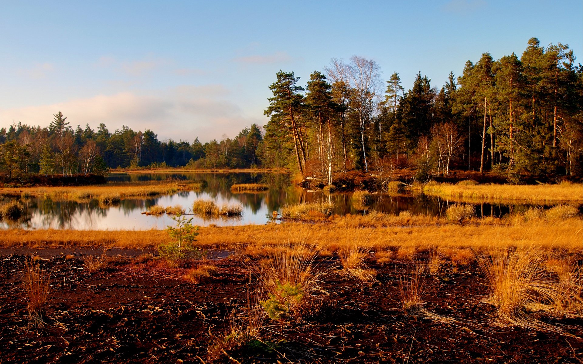 otoño lago árboles hierba seco superficie