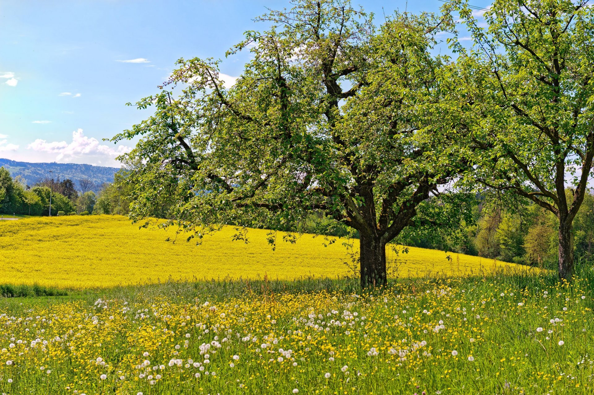 wiese blumen löwenzahn bäume frühling