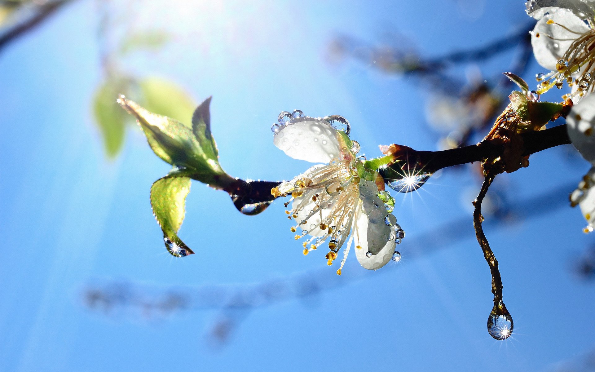 ciel branche arbre fleur gouttes printemps