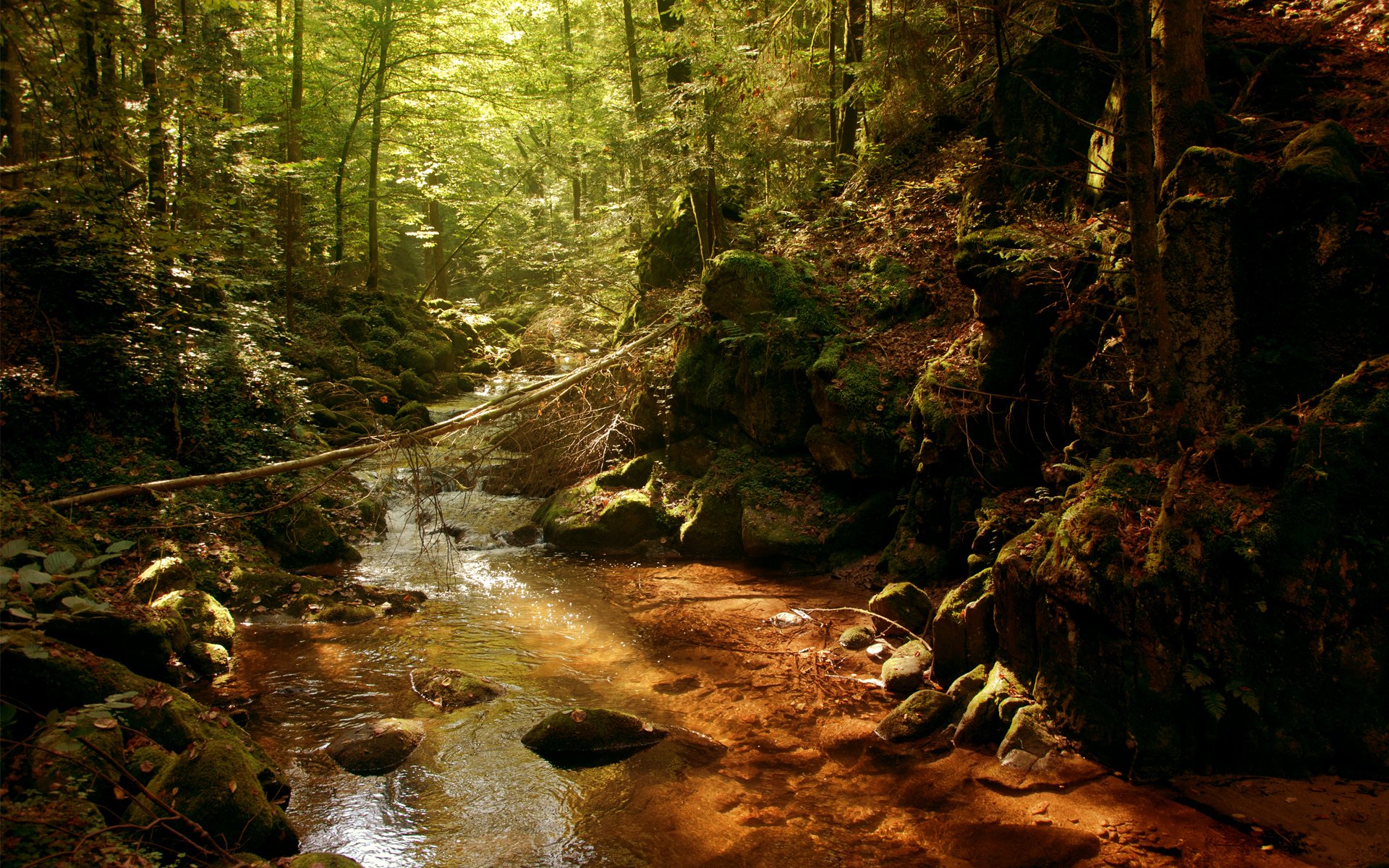 river river thicket thicket forest sun