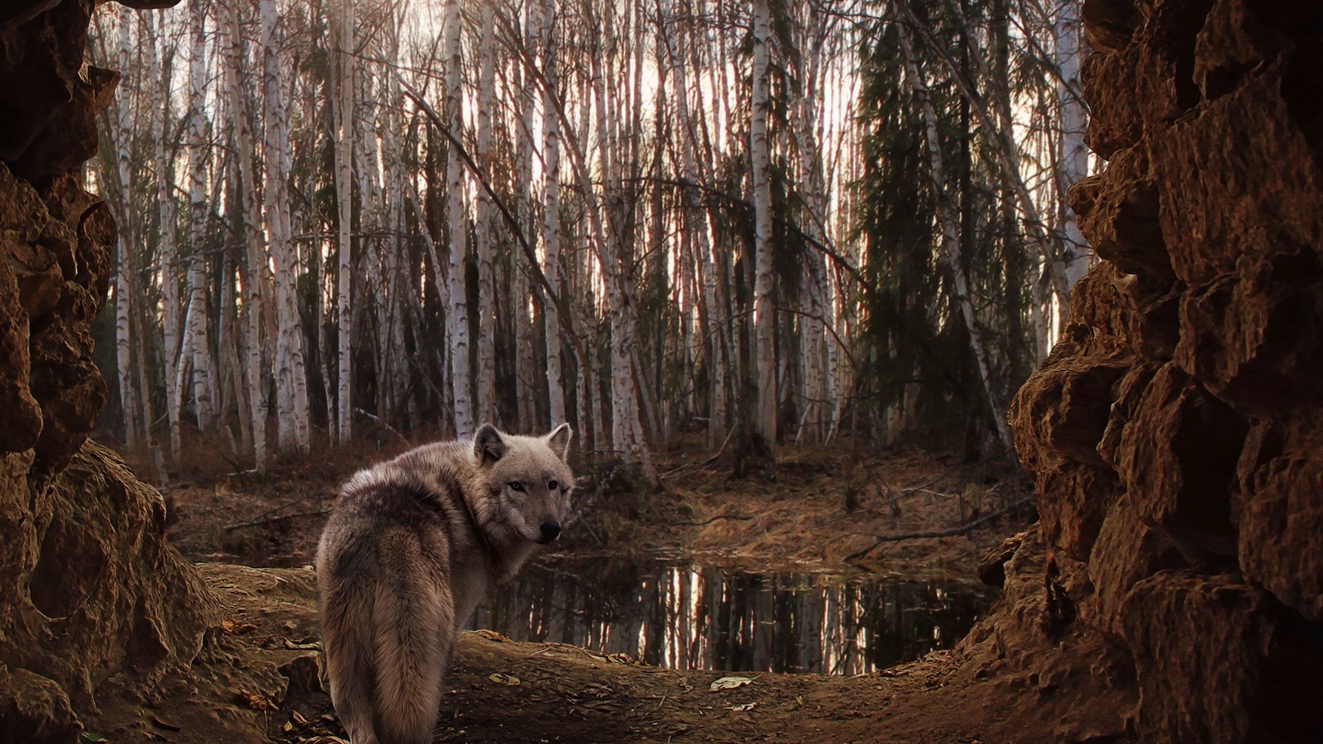 lobo bosque abedules lago