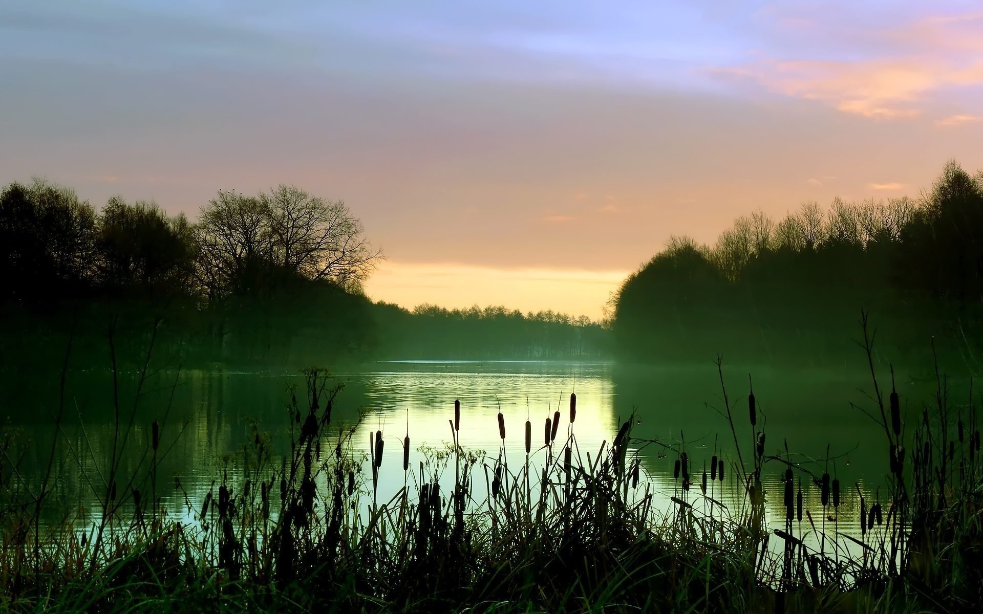 matin lac brouillard roseau