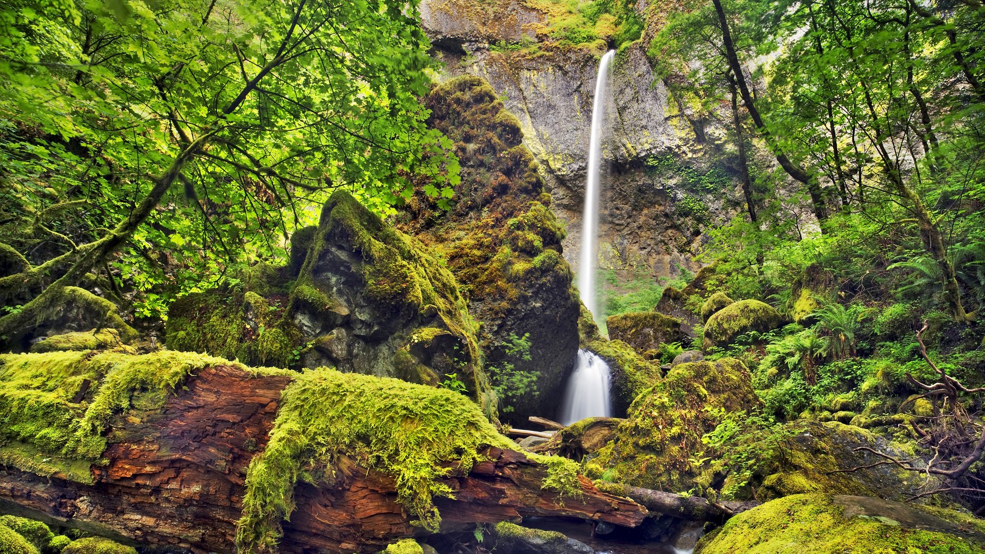 cascata roccia alberi rocce muschio