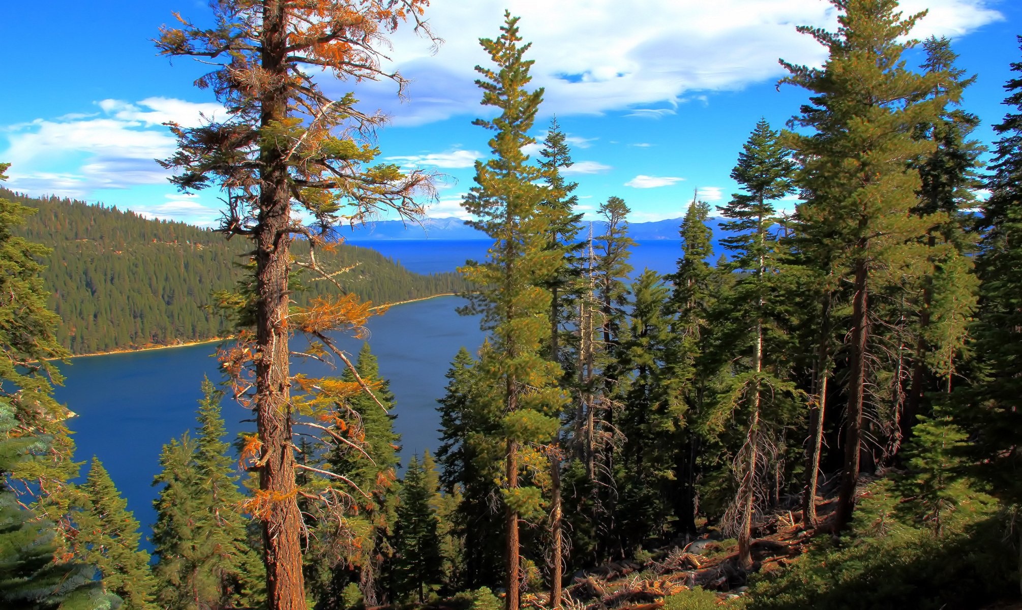 озеро вода лес lake tahoe калифорния