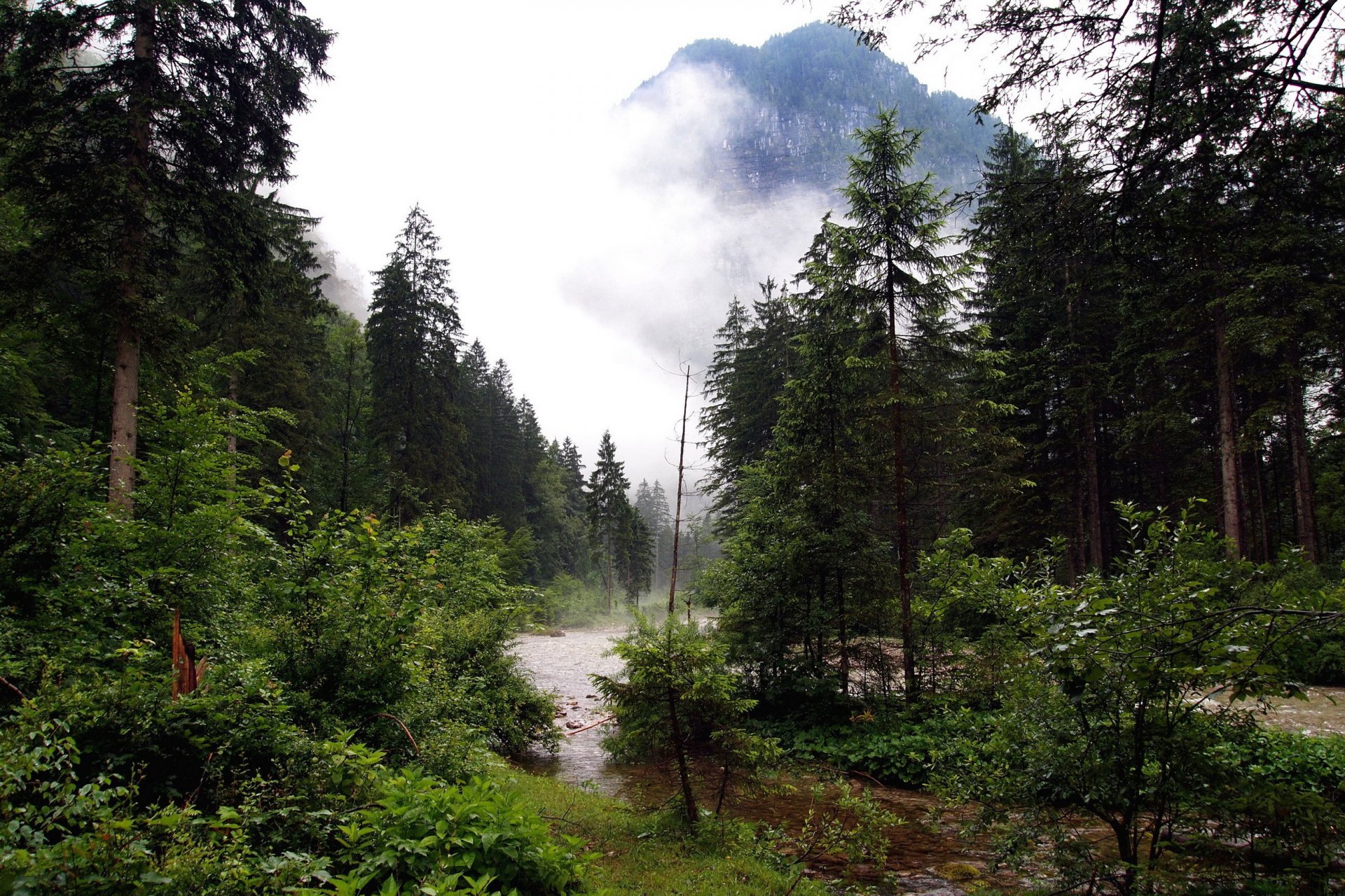 forest river creek mountain fog