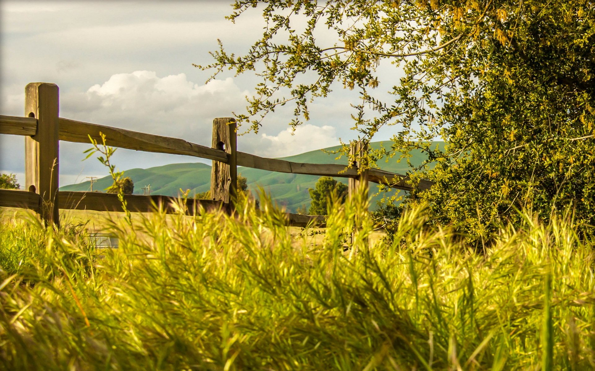 zaun gras natur