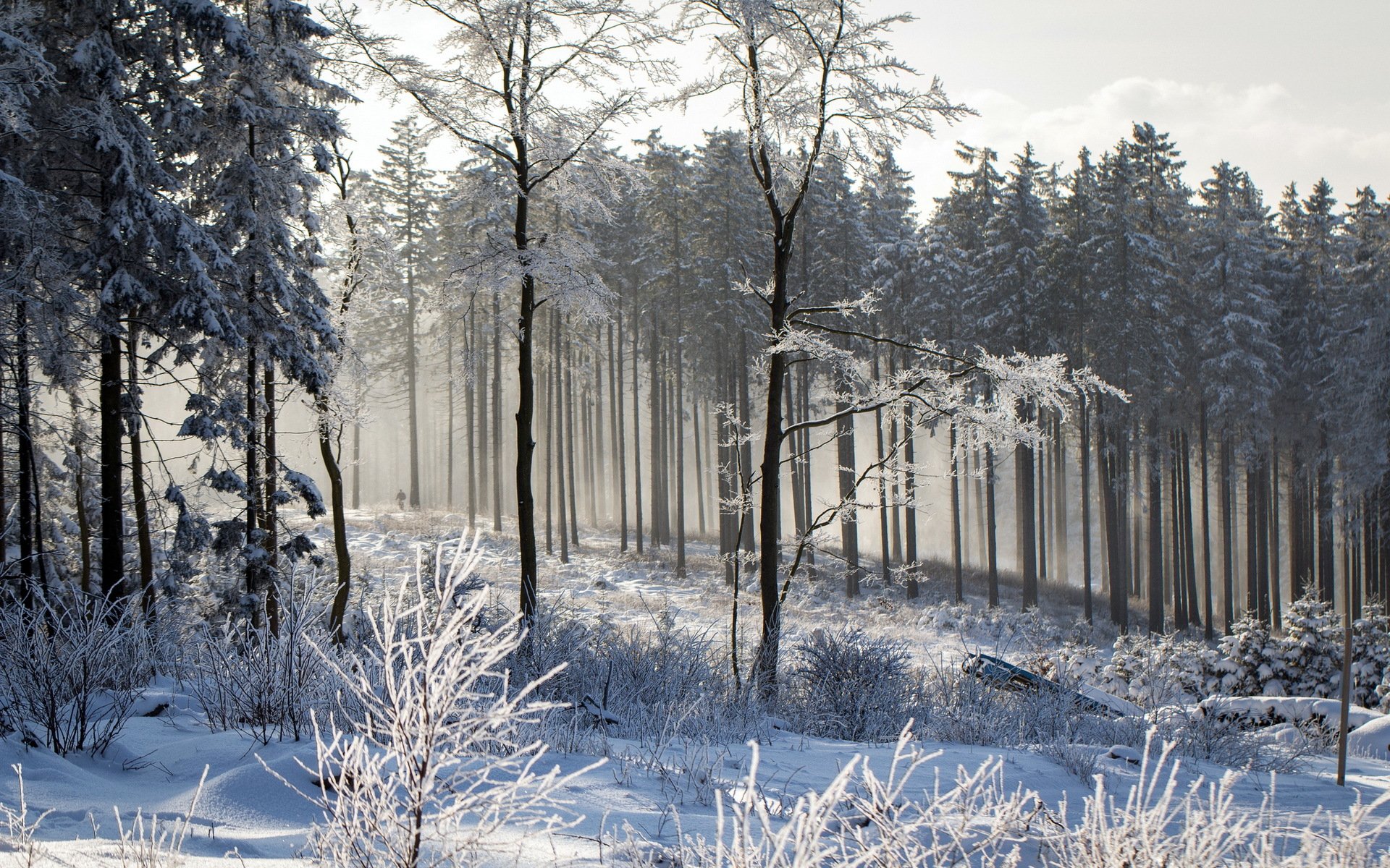 winter wald natur landschaft