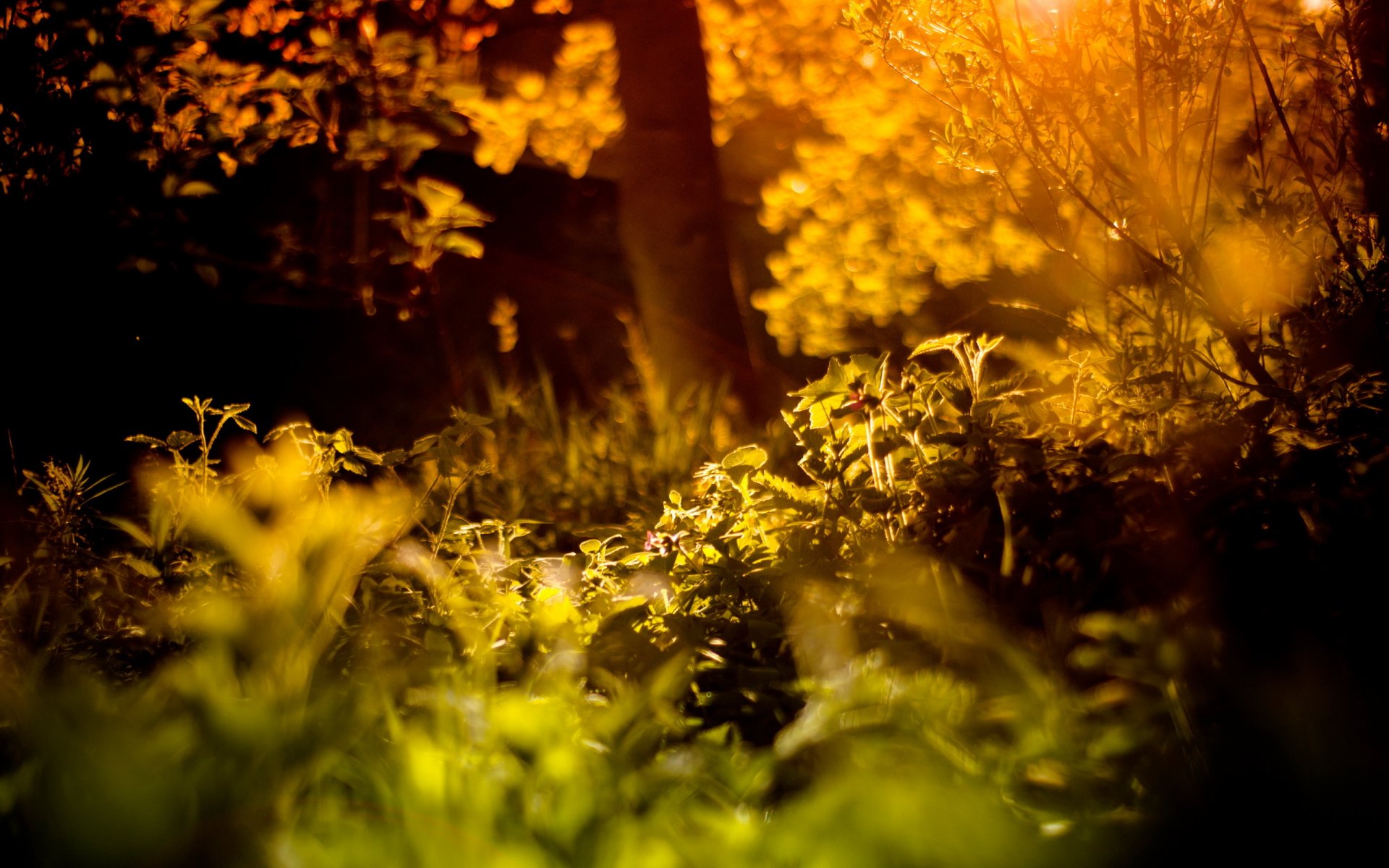 forest summer light nature