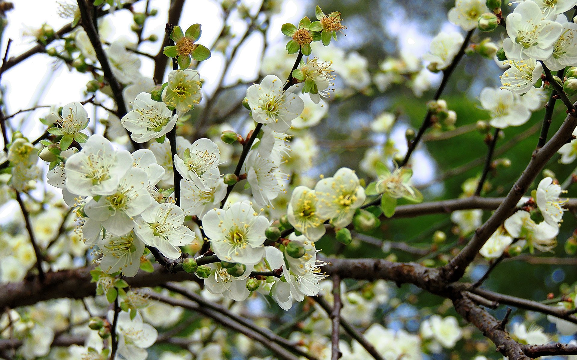 branche arbre floraison fleurs printemps fruité