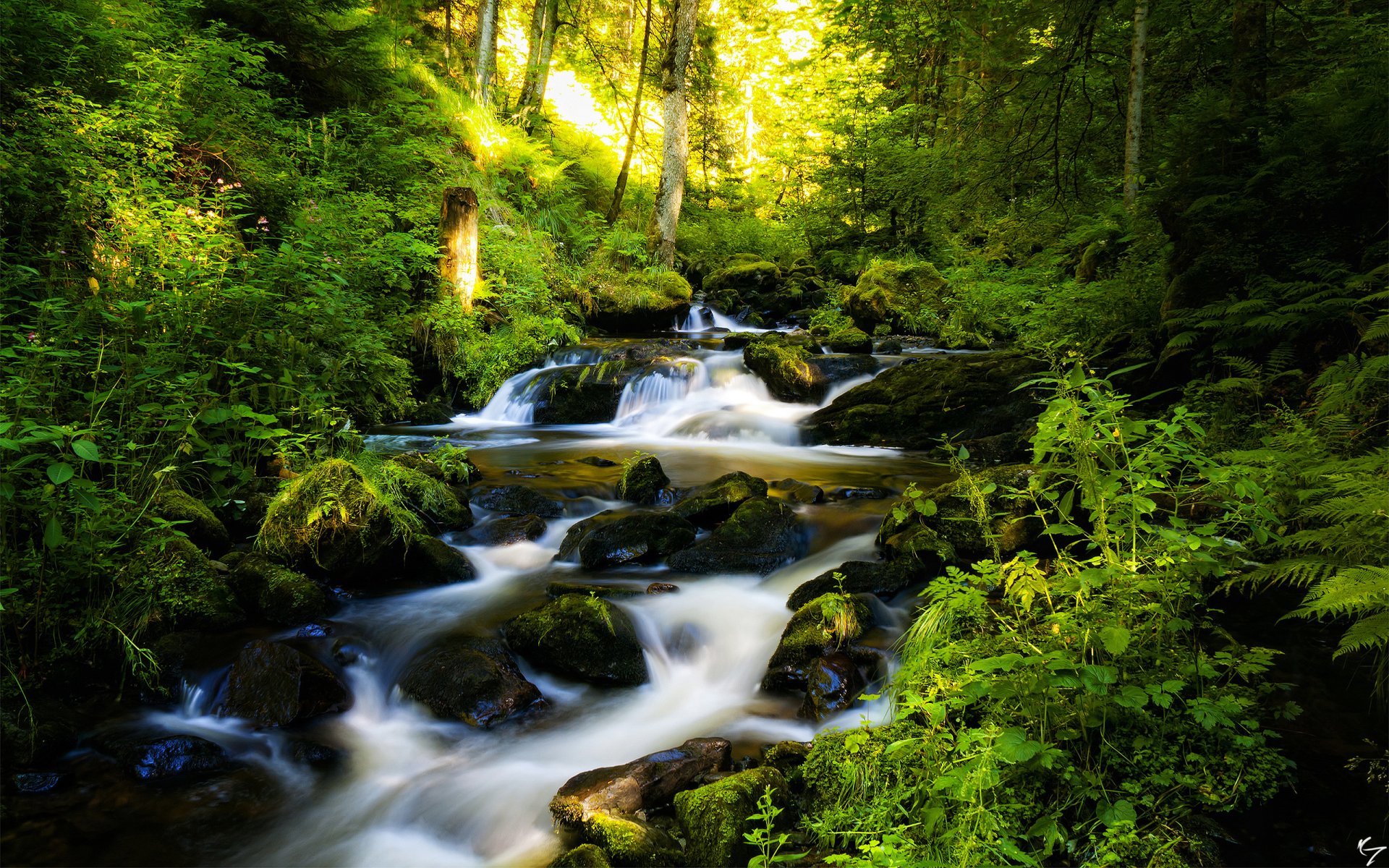 foresta cascata rocce alberi