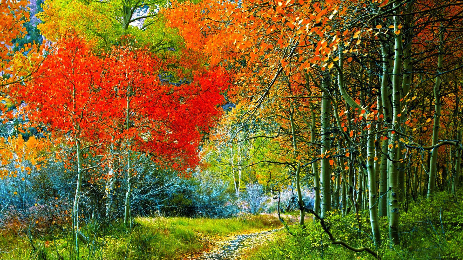 forest tree vegetation trail branches grass autumn foliage