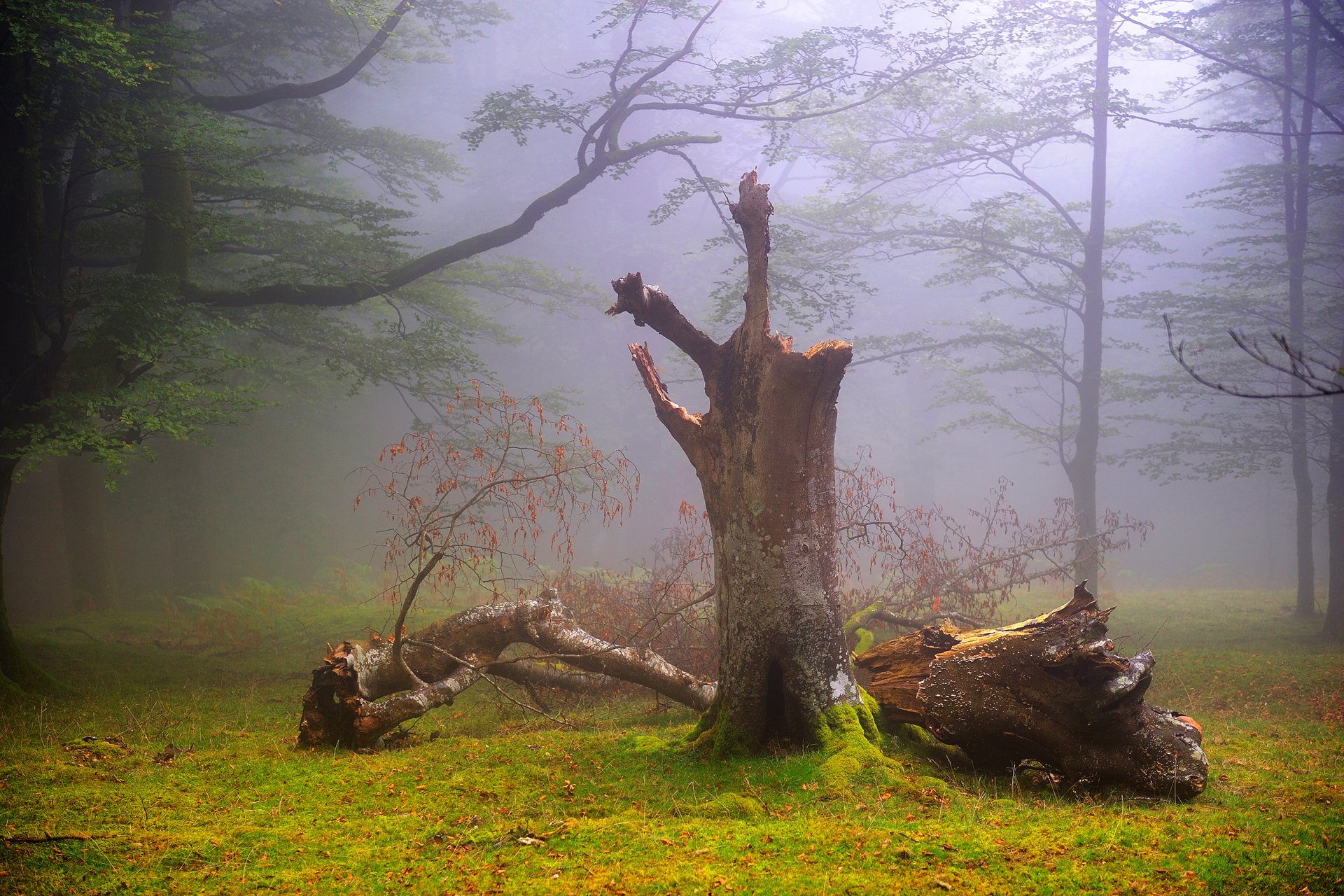 nature royaume-uni forêt brouillard brume été août oscar zapirain