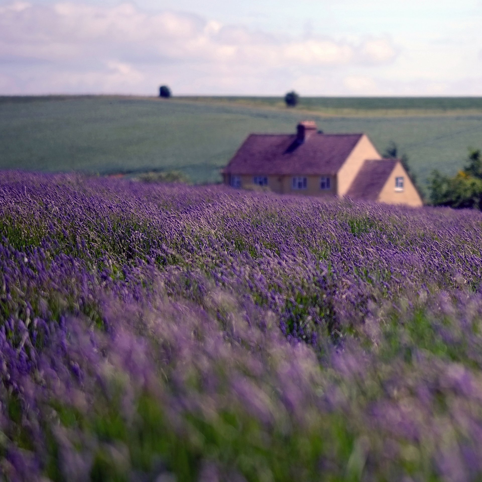 natura inghilterra casa campo lavanda cielo nuvole