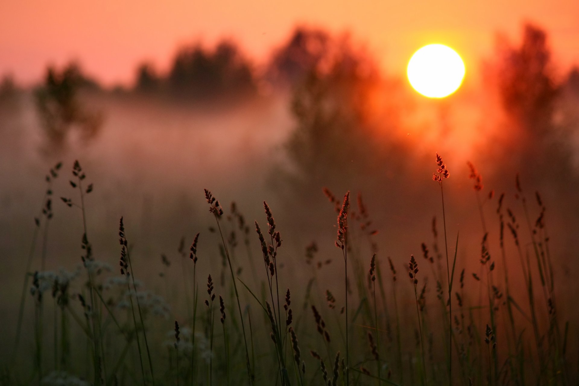 sonnenuntergang sonne wald gras nebel