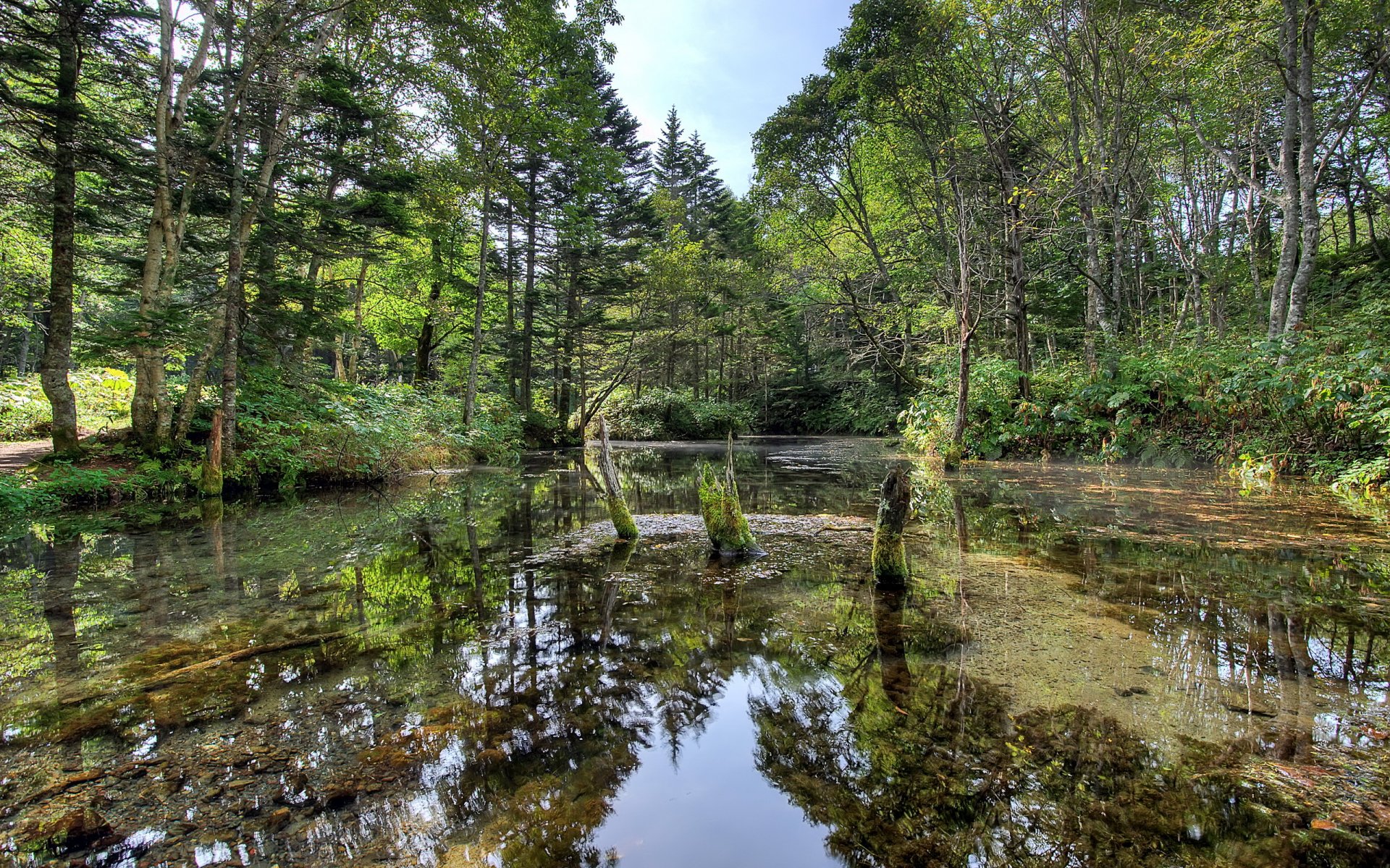 las rzeka lato natura