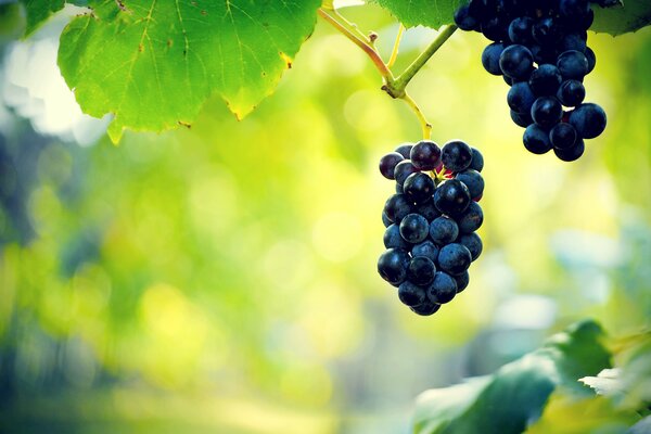 Clusters of black grapes in focus on a blurry green background