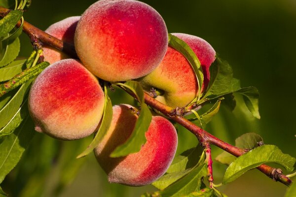 Cinque pesche maturano su un ramo