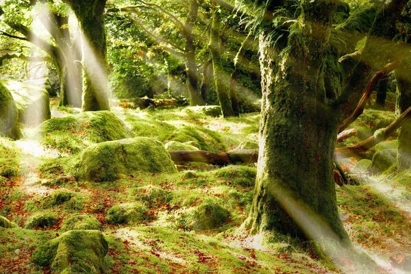 Grüner Wald im Moos und Lichtstrahlen unter Baumstämmen