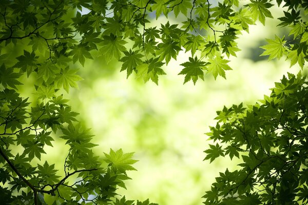 Feuilles vertes juteuses dans la forêt tranquille