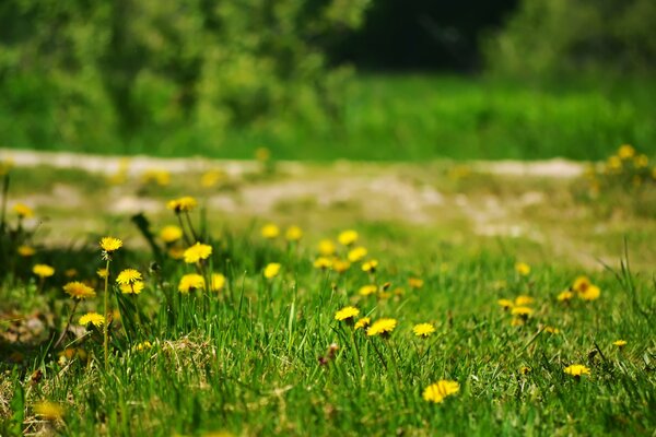 Yellow dandelions bloomed on a green lawn near the path against a background of thick grass