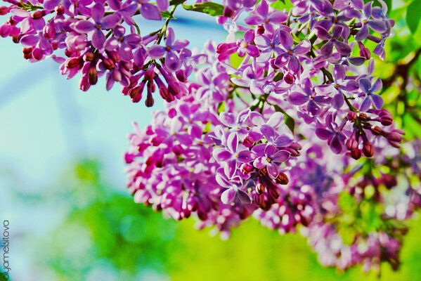 A branch of lilac. close-up